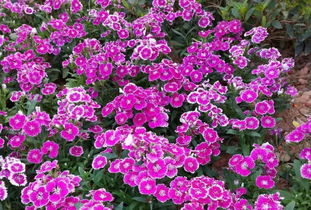 園丁花卉節 花樣過年，我們一起‘沾花惹草’